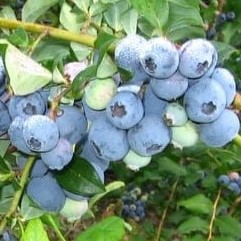 Голубика высокорослая Нортленд